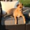 Bailey (was Gregor)
