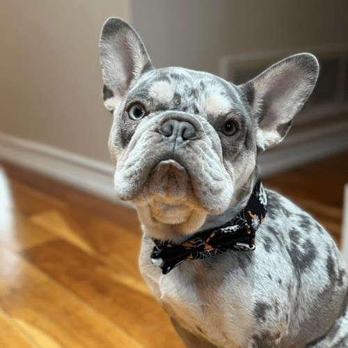 Bruno the French bulldog wearing a Halloween bow tie