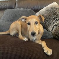 Zorra