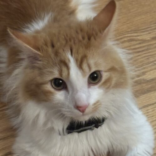 Theo