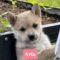 Aria