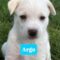 Argo