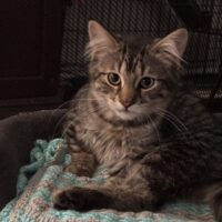 Chili