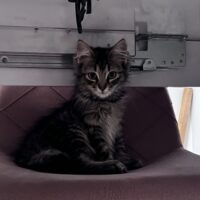 Pepper
