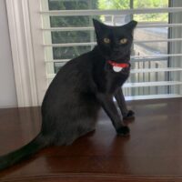 Robpurrta