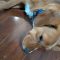 Cooper