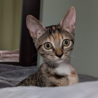 Pixie